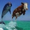 Delfin%20&%20Vaca