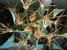 Astrophytum