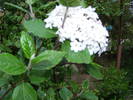 Viburnum altoit