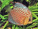 Symphysodon%20Discus%205