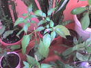 Picture 010