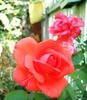 Picture 011-1