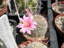 Mammillaria capensis