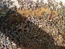rama cu albine, puiet, pastura si miere