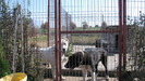 poze 27.09.2009 007