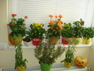 COLECTIA DE KALANCHOE
