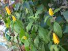 pachistachis lutea