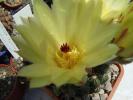 Notocactus uebelmannianus - floare galbena