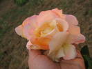 flori 219