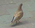 Copy of 23072008659