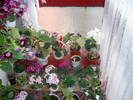 Flori-09