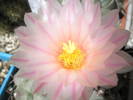 Thelocactus rinconensis v. phymatothele - floare