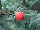 European Yew (2009, September 11)