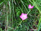 DSCF3007