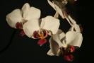 phalaenopsis
