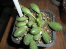 Adromischus clavifolius