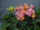 Kalanchoe2