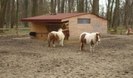 zooo_tm_o9_(63)