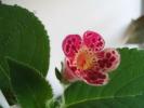 Kohleria Lucky Lucifer 7