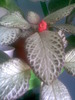 episcia