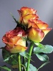 Roses_For_My_Queen