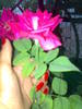 04082009521