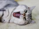 Copie a Wallpapers _23_