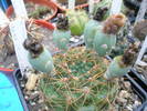 Gymnocalycium cu spin central - fructe 12.07