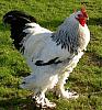 brahma