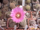 49-Echinocereus pectinatus
