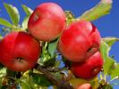 Hondo Valley Apples.  New Mexico.  Courtesy Tocayo750 and Flickr.