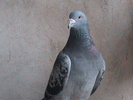 mascul 2008