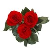 3-Trandafiri-Rosii-poza-t-P-n-d_302