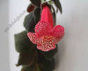 Kohleria Prince Albert 9