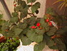 Picture 033