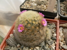 mammillaria_carmenae_x_lauii