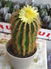 Eriocactus warasii