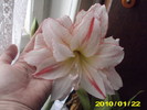 Picture 005