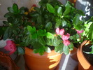 azalee