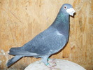 poze rebeca 038