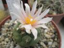 Turbinicarpus lophophoroides