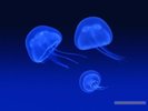 Jellyfish-meduza-otravitoare
