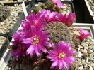 sulcorebutia_crispata_L 99