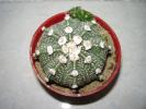 Astrophytum asterias