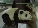urs panda,muzeul grigore antipa.27-01-2008