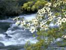Wallpapers - Nature 9 - Dogwood_Tree_Blooms,_Yosemite,_California