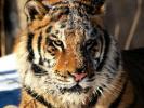 Imagini Animale_ Imagini cu Animale_ Imagini Tigri