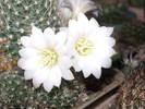 Rebutia x cv Snow White