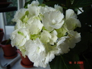 DSC02585