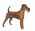 irish_terrier